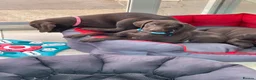 German Shorthaired Pointer dogs for sale: Stunning pups - Advert 14