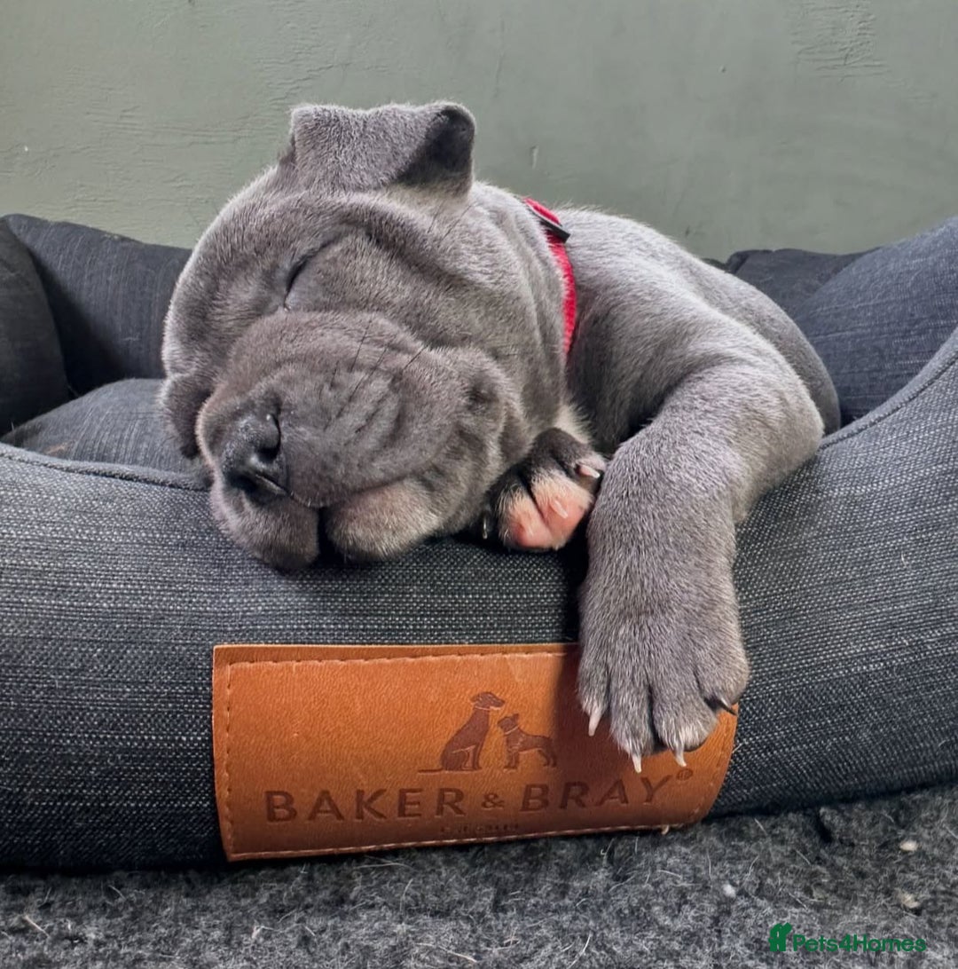 Staffordshire Bull Terrier dogs for sale: Pure-Bred Blue Staffordshire bull terrier puppies - Image 4