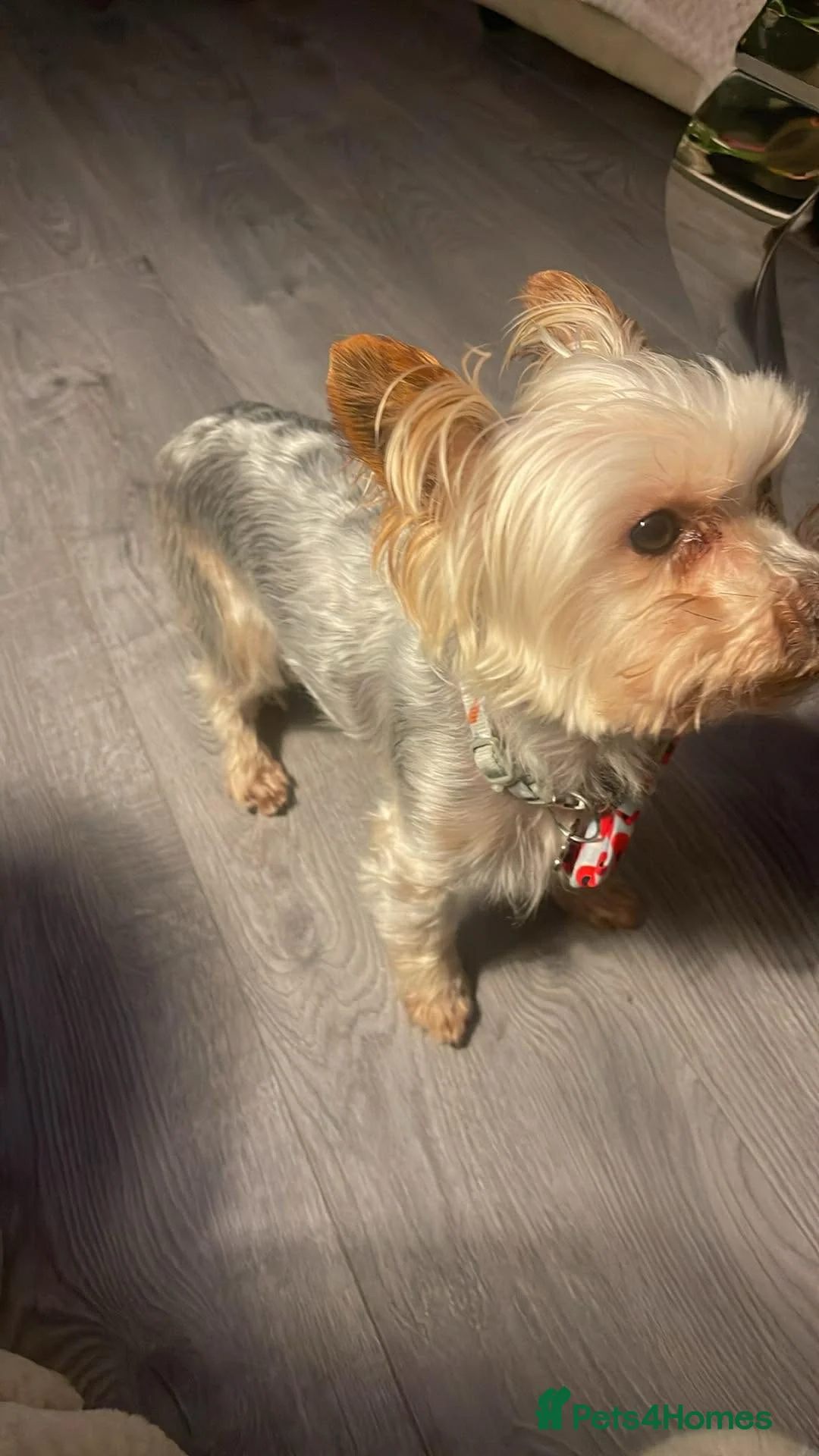 Yorkshire Terrier dogs for sale: York terrier  - Advert 16