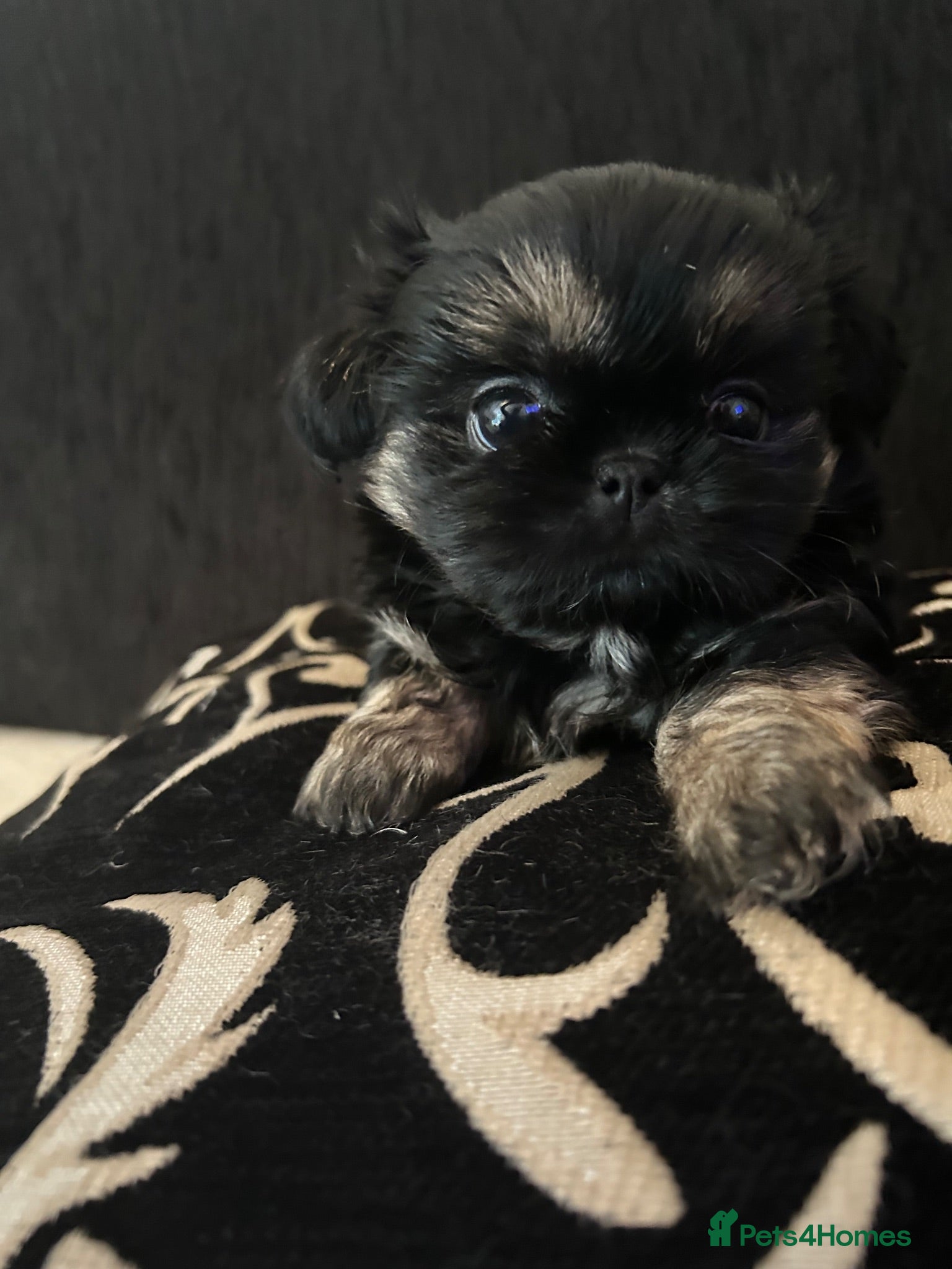 Shih Tzu dogs tiny beautiful Black/tan Shih Tzu girl available  - Advert 6