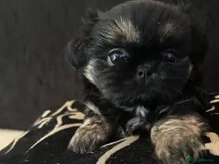 Shih Tzu dogs tiny beautiful Black/tan Shih Tzu girl available - Advert 1