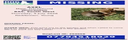 Dachshund dogs for sale: Missing/possible taking- he already has a home.  - Advert 2