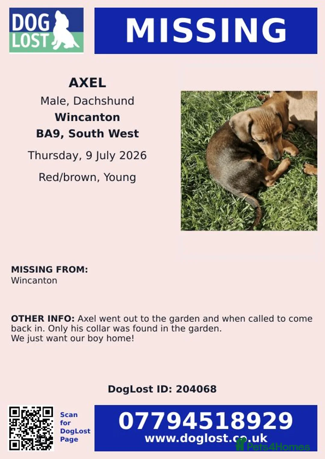 Dachshund dogs for sale: Missing/possible taking- he already has a home.  - Advert 2