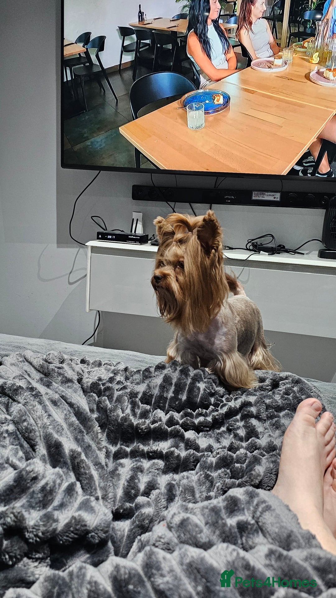 Yorkshire Terrier dogs for sale: 2 boys and 2 girls yorkshire terrier  - Advert 19