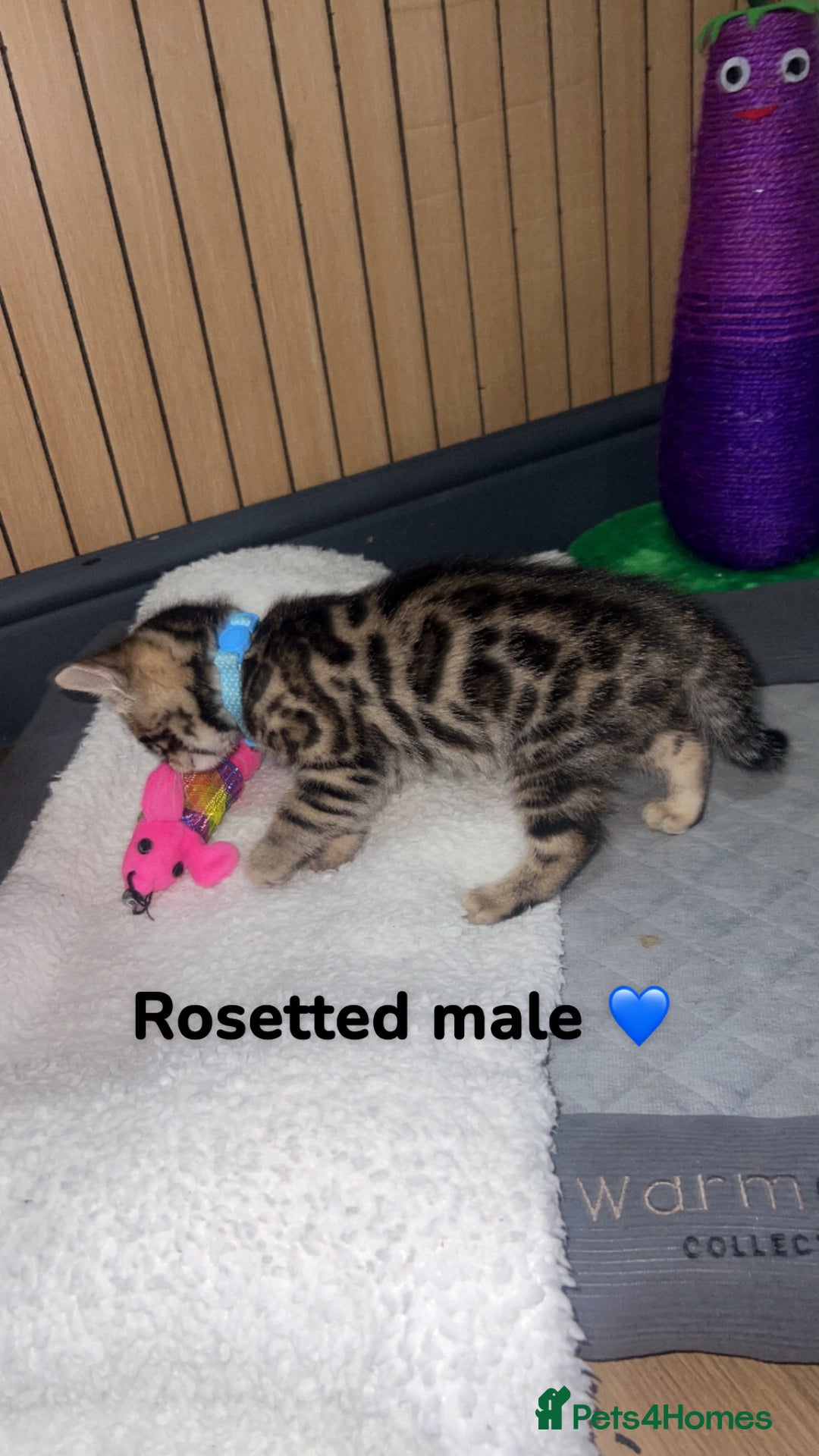 Bengal cats for sale: Beautiful Bengal kittens  - Advert 5