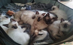 Ragamese cats for sale: Ragamese ragdoll siamese vaccinated, microchipped - Image 7