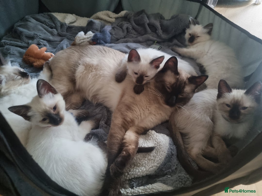 Ragamese cats for sale: Ragamese ragdoll siamese vaccinated, microchipped - Image 7