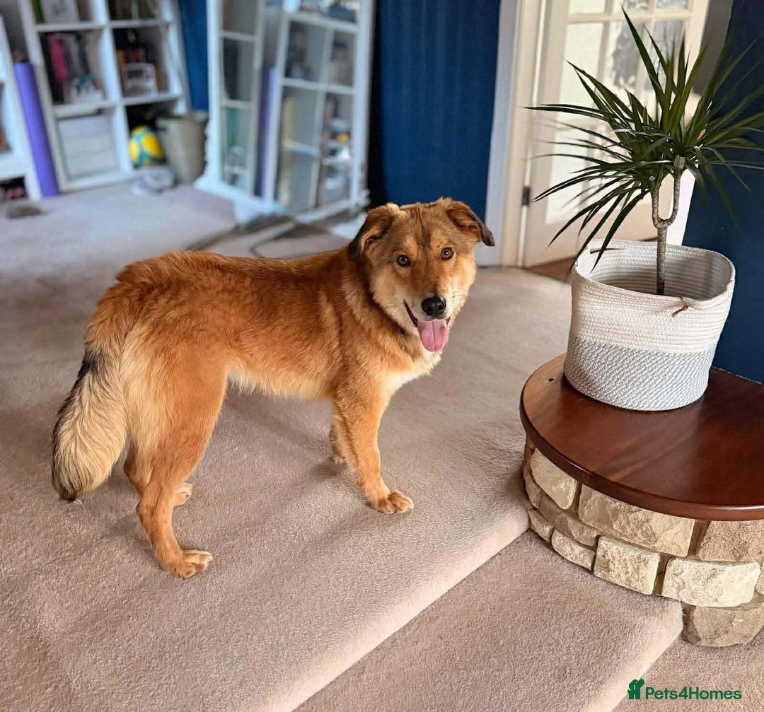 Mixed Breed dogs for adoption: Fox - Milton Keynes  - Advert 19