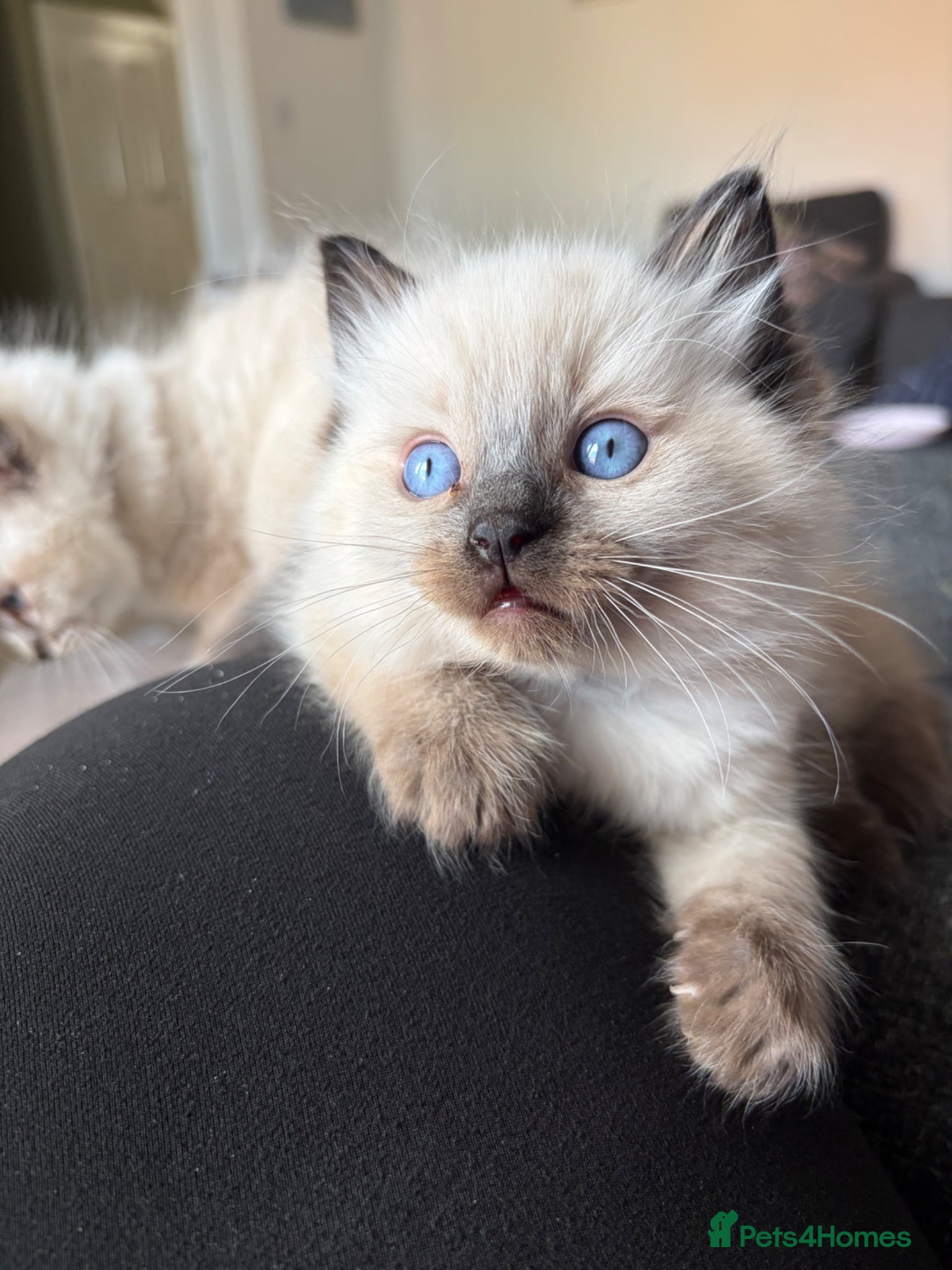 Ragdoll cats Ready soon! ✨Gorgeous ragdoll kittens✨  - Advert 13