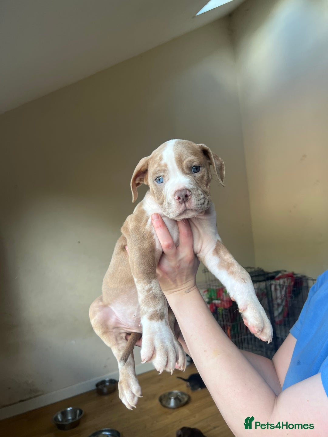 Mixed Breed dogs for sale: Blue blooded bulldogs Ready now  - Image 2
