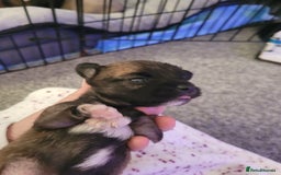 Chorkie dogs for sale: My girl has had 5 beautiful pups - Image 5