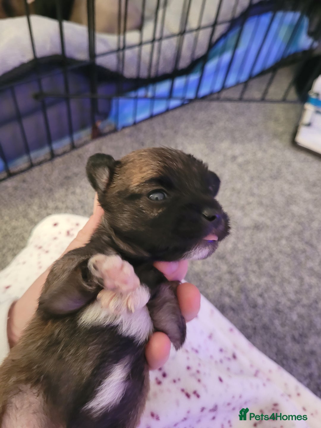 Chorkie dogs for sale: My girl has had 5 beautiful pups - Image 5