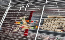 Budgerigars birds for sale: Yellow and Blue Budgerigars  - Image 7