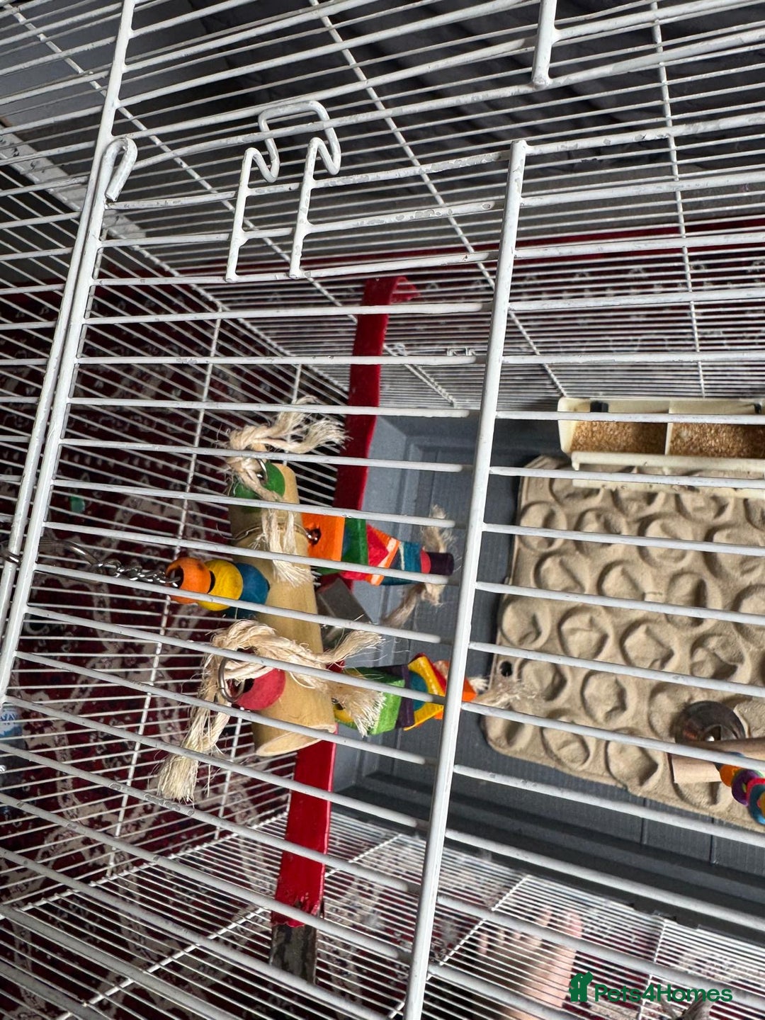 Budgerigars birds for sale: Yellow and Blue Budgerigars  - Image 7