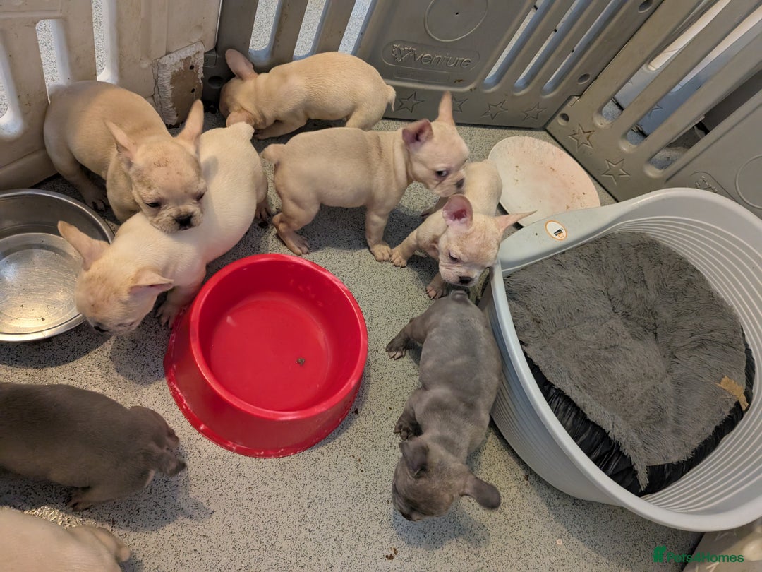French Bulldog dogs for sale: French bulldog puppy's  - Image 3