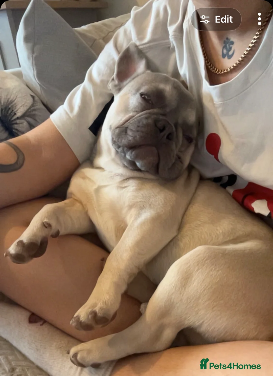 French Bulldog dogs for sale: Needing a home asap in Norwich - Advert 5