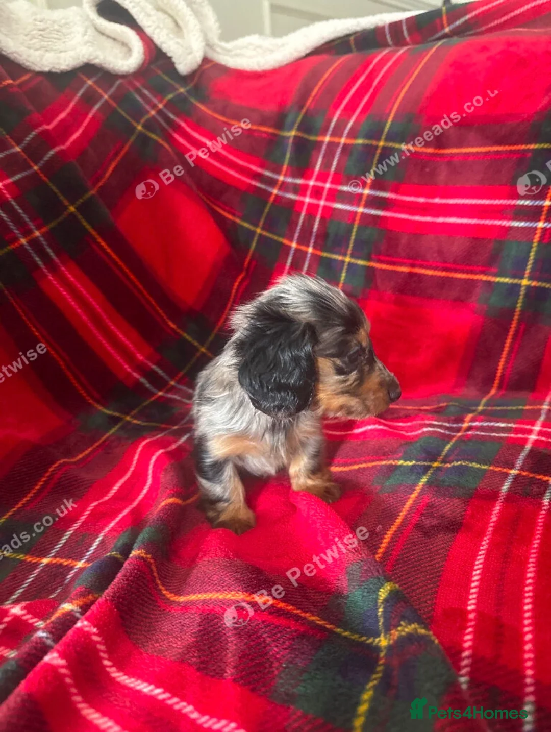 Dachshund dogs for sale: 8 weeks old dachshund puppies  - Advert 1
