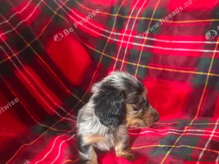 Dachshund dogs 8 weeks old dachshund puppies - Advert 12