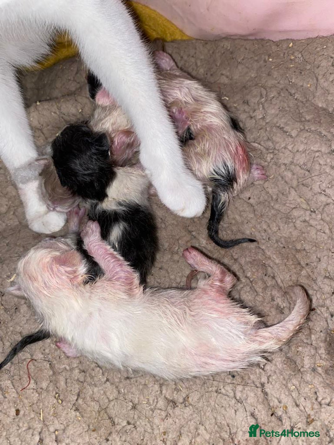 Snowshoe cats for sale: 🐾Gorgeous Kittens Ready for Forever Homes 🏡✨ - Image 13