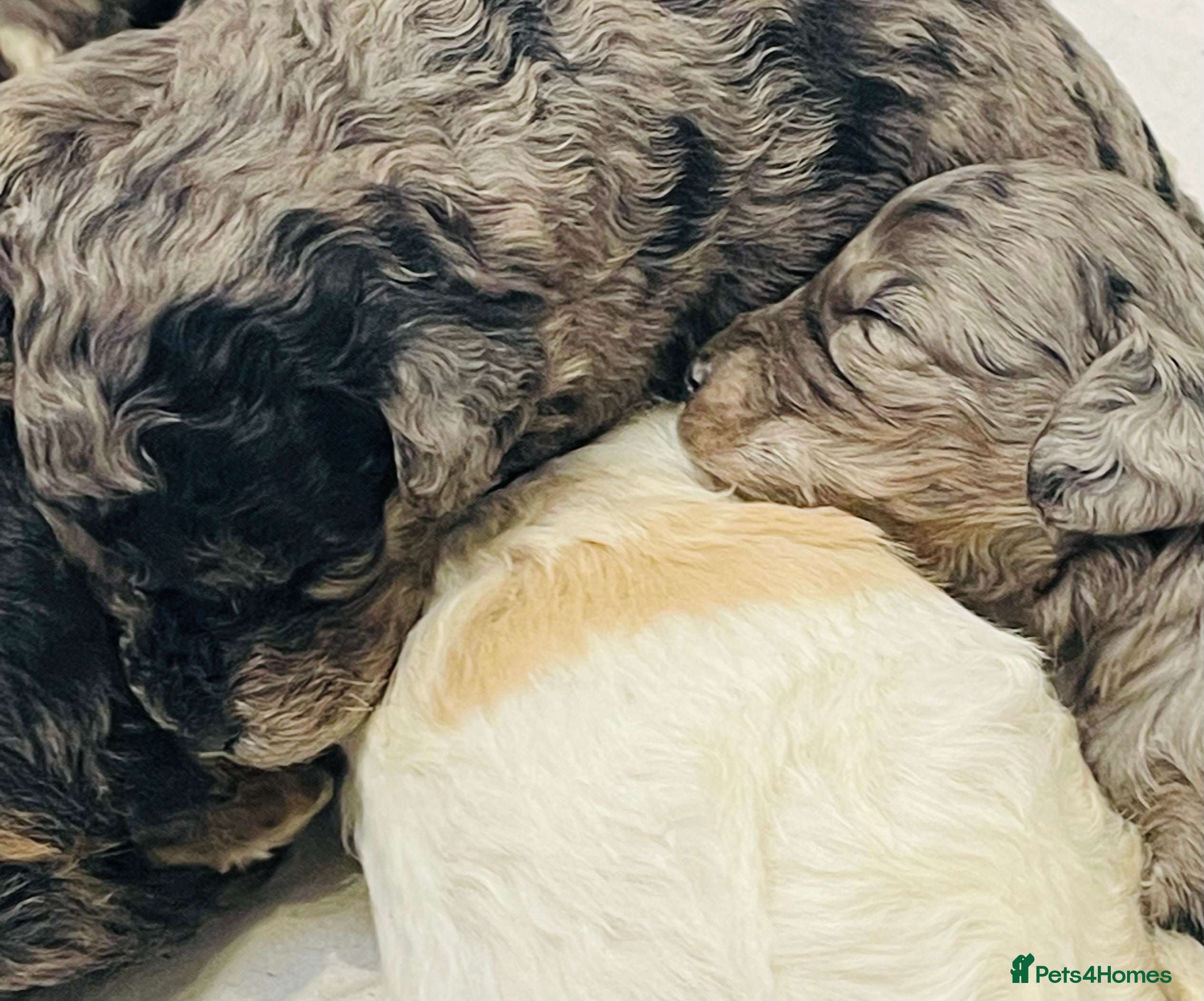 Cavapoo dogs Exceptional F1 B teddy bear cavapoo puppies  - Advert 6