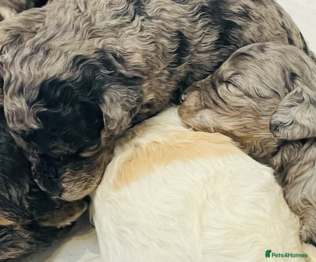 Cavapoo dogs for sale: Exceptional F1 B teddy bear cavapoo puppies  - Advert 4