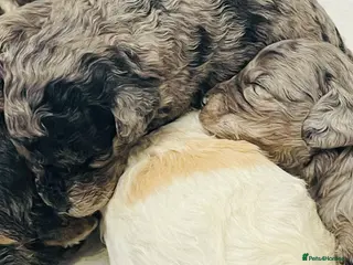 Cavapoo dogs Exceptional F1 B teddy bear cavapoo puppies - Advert 6