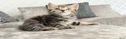 Mixed Breed cats for sale: READY TO LEAVE British ShorthairX kittens  - Advert 7