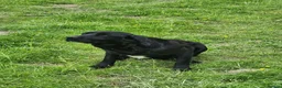 Borador dogs for sale: Gorgeous Labrador cross Border Collie Pups  - Advert 8