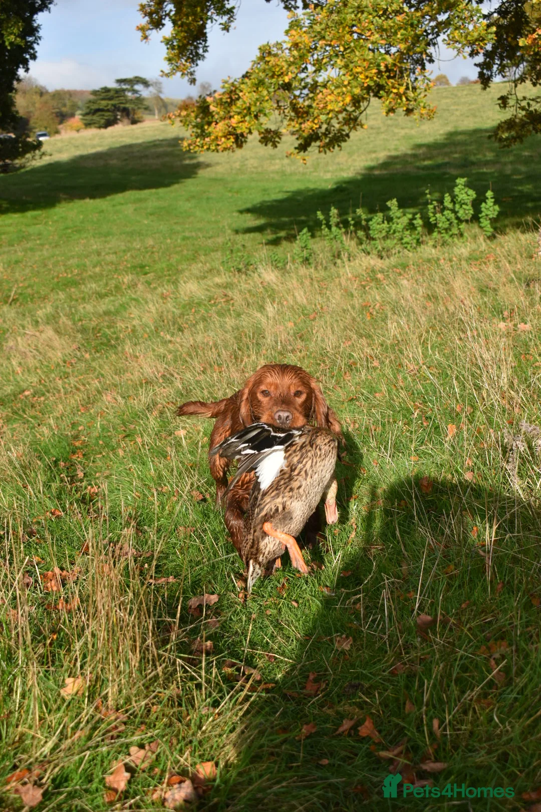 Cocker Spaniel dogs for stud: KC Dark red fully health tested stud  - Advert 1