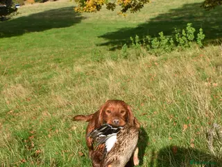 Cocker Spaniel dogs KC Dark red fully health tested stud - Advert 2