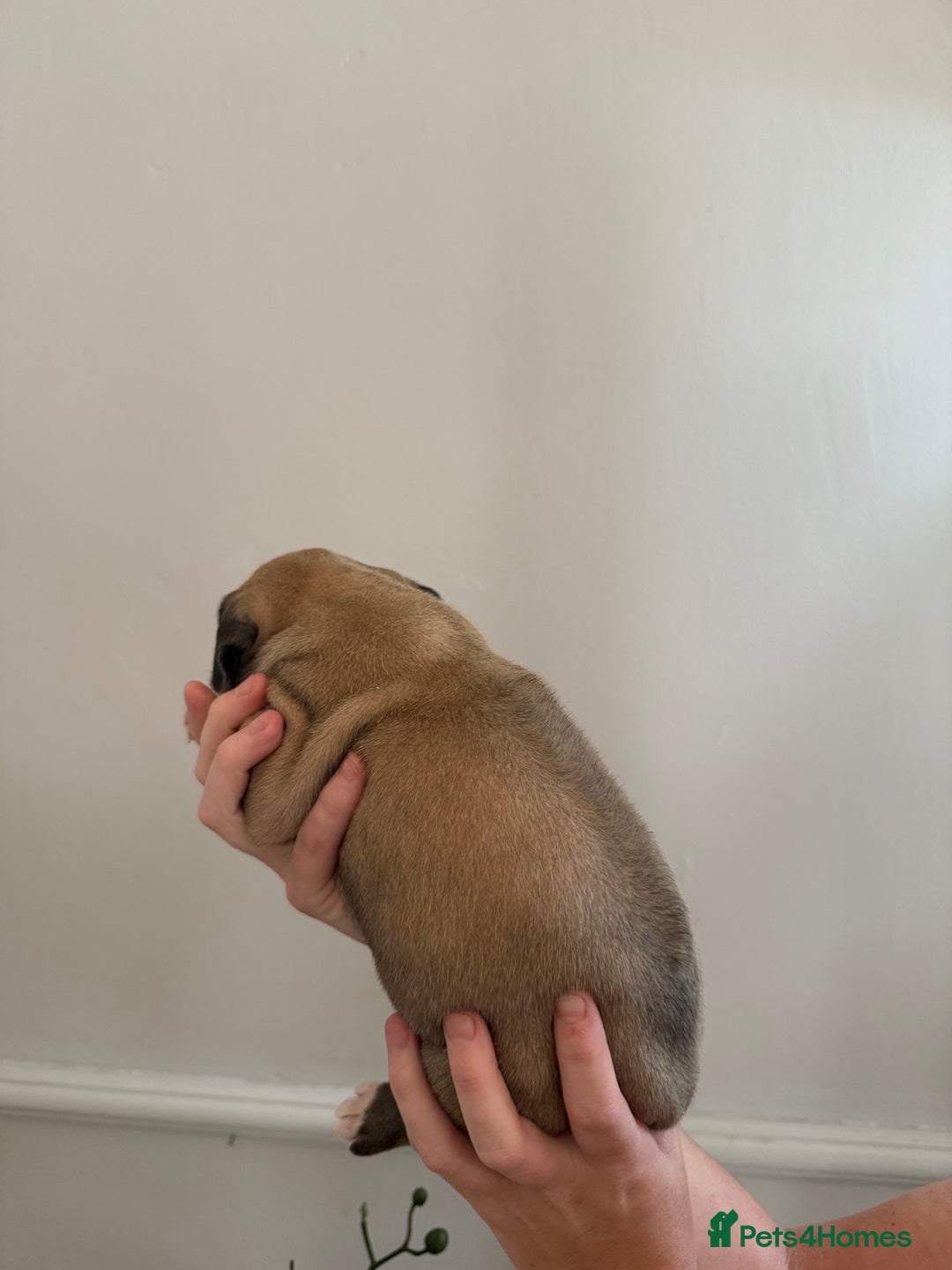 Mixed Breed dogs for sale: American Bulldog X Cane Corso - Image 12