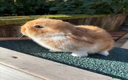 Mini Lop rabbits for sale: Beautiful mini lops - Image 4