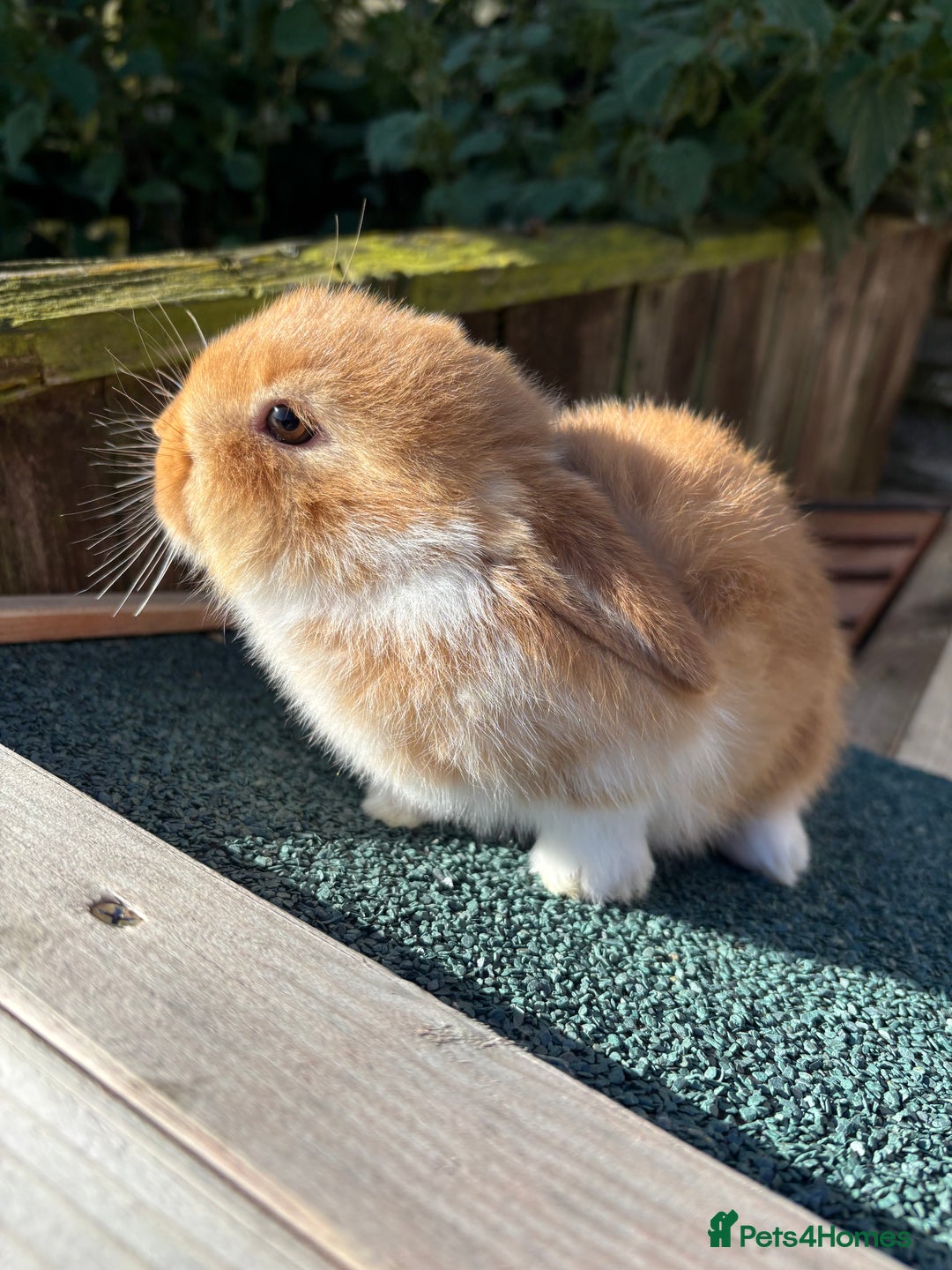 Mini Lop rabbits for sale: Beautiful mini lops - Image 4