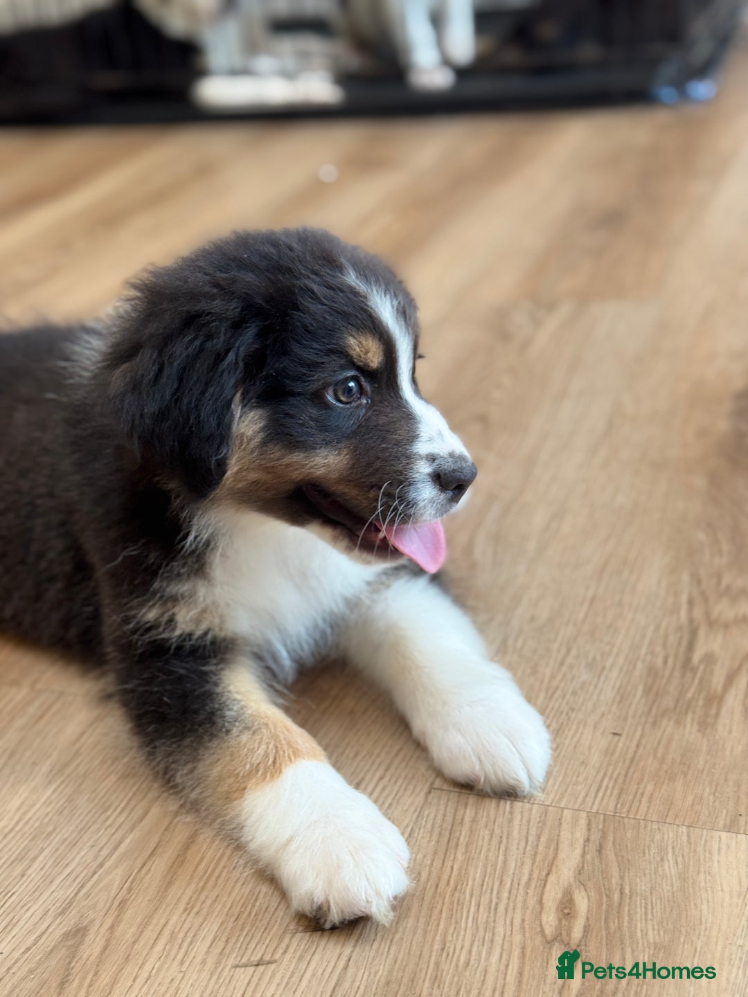 Australian Shepherd dogs for sale: 2 KC registered girl Australian Shepard puppy! - Advert 12