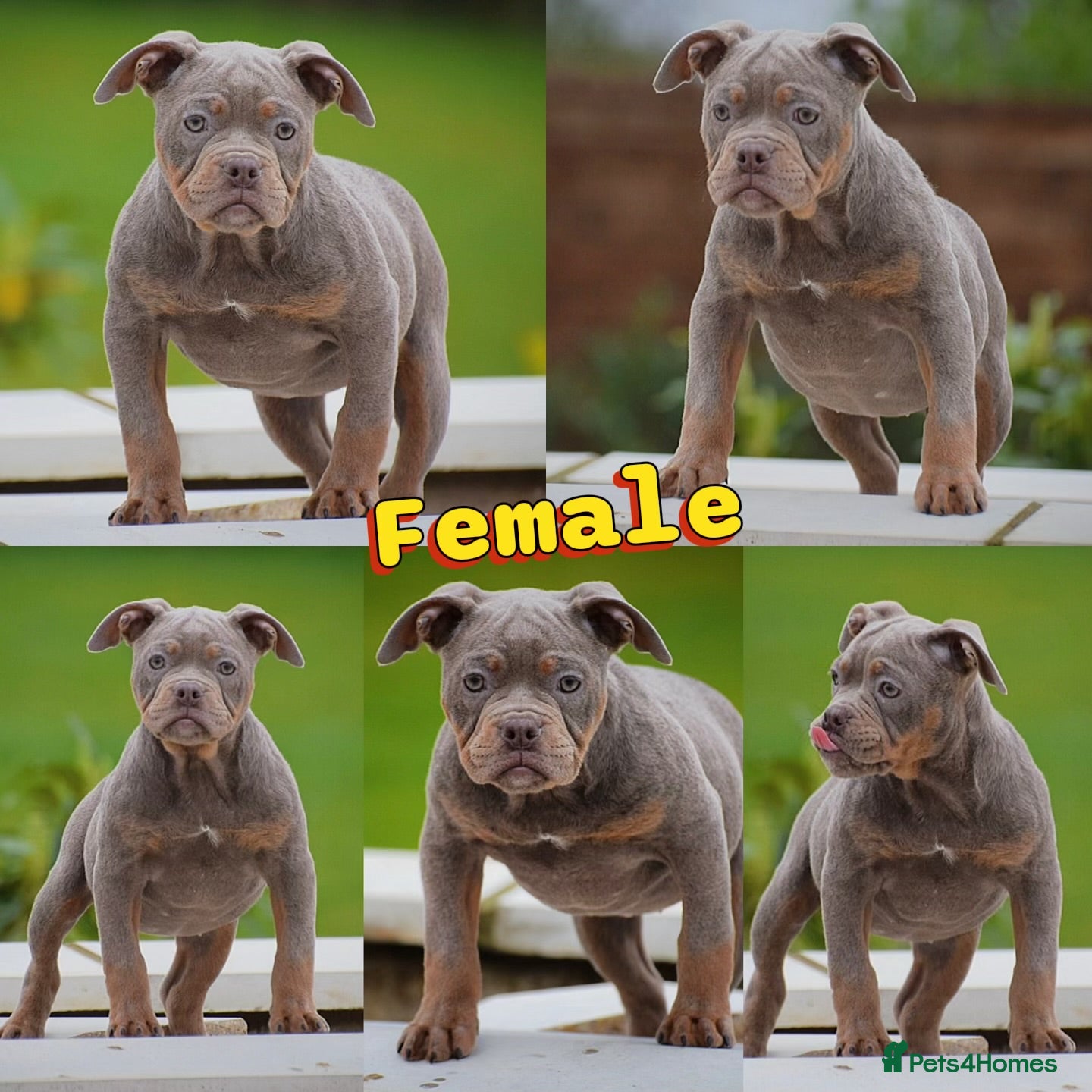 Olde English Bulldogge dogs 23 years Professionals 5⭐️Rated Licensed.  - Advert 1