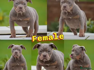 Olde English Bulldogge dogs 23 years Professionals 5⭐️Rated Licensed. - Advert 6