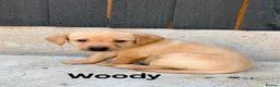 Labrador Retriever dogs for sale: KC YELLOW & RED LABRADORS  - Advert 18