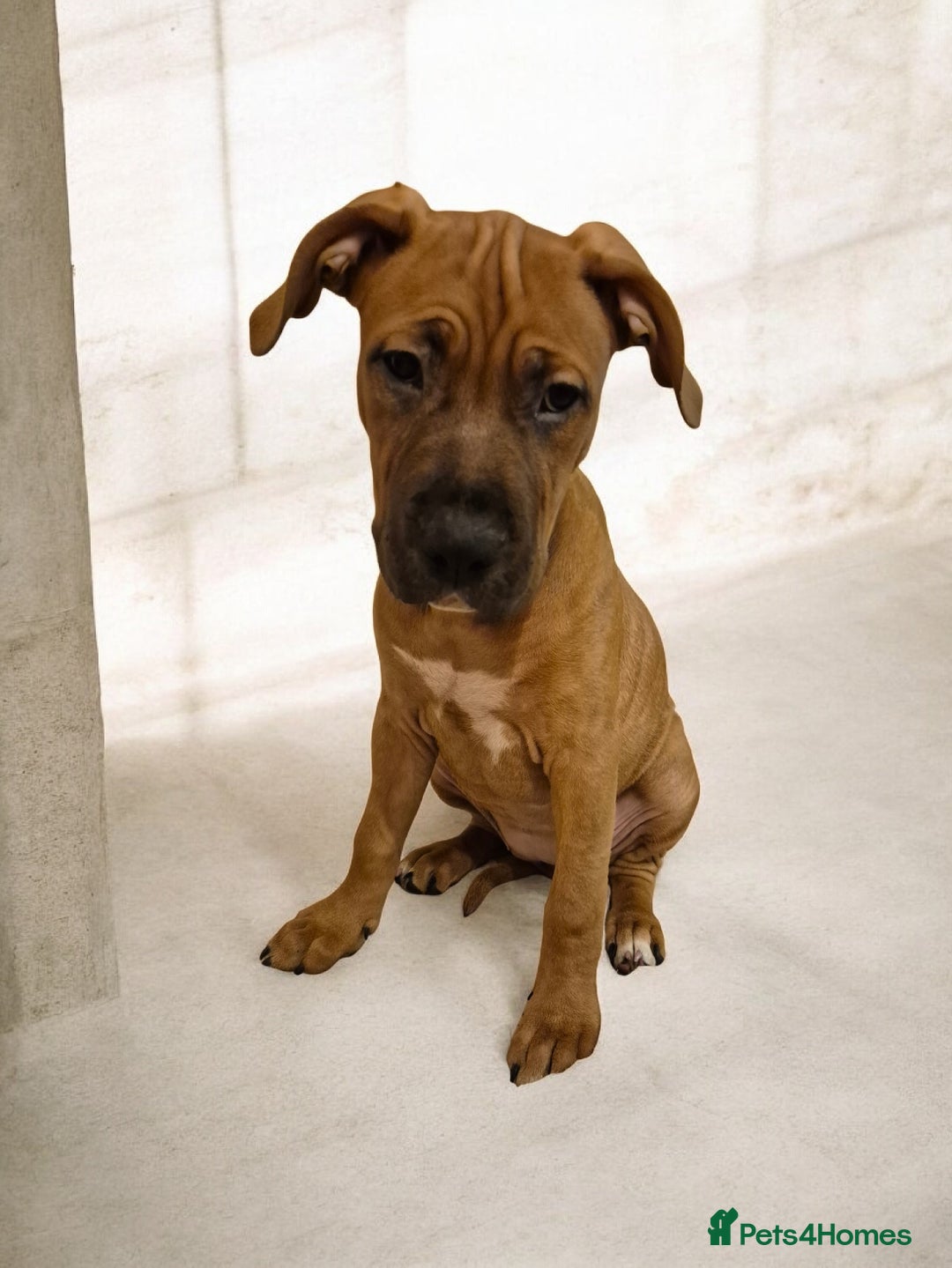 Mixed Breed dogs for sale: Bullmastiff x puppies 🐶  - Advert 26