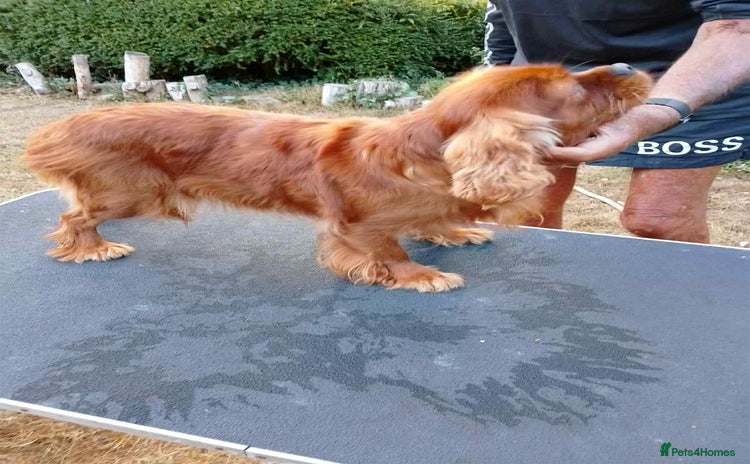 King Charles Spaniel dogs - Advert 1