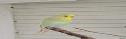 Budgerigars birds for sale: 4 female budgies for sale in Doncaster - Advert 8