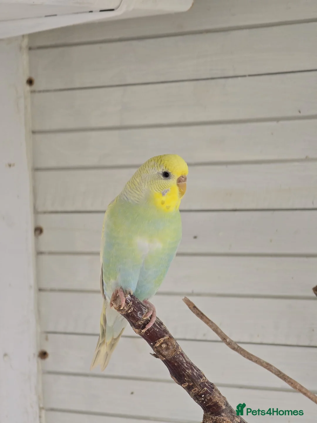Budgerigars birds for sale: 4 female budgies for sale in Doncaster - Advert 8