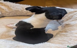 Boston Terrier dogs for sale: Adorable KC reg Boston Terrier Puppies - Image 6