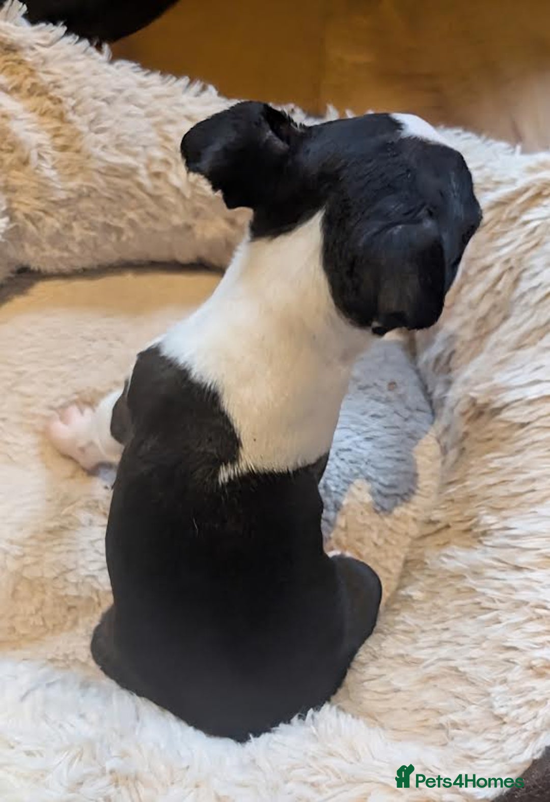 Boston Terrier dogs for sale: Adorable KC reg Boston Terrier Puppies - Image 6
