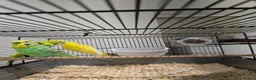 Budgerigars birds for sale: Adult budgies for sale  - Advert 4