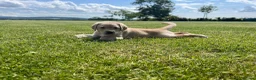 Labrador Retriever dogs for sale: Stunning KC Registered Champion line Puppies  - Advert 3