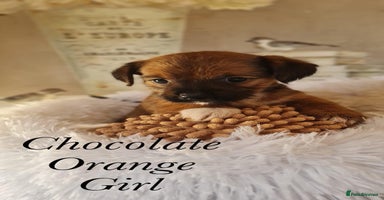 Shorkie dogs - Advert 9