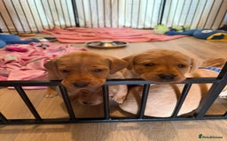 Labrador Retriever dogs for sale: Fox red KC reg labrador puppies - Image 5
