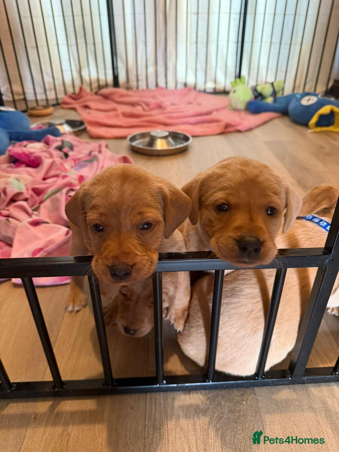 Labrador Retriever dogs for sale: Fox red KC reg labrador puppies - Image 5