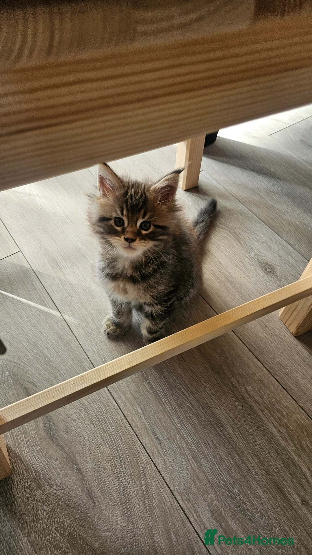 Maine Coon cats for sale: Adorable Main coon kittens - Advert 23