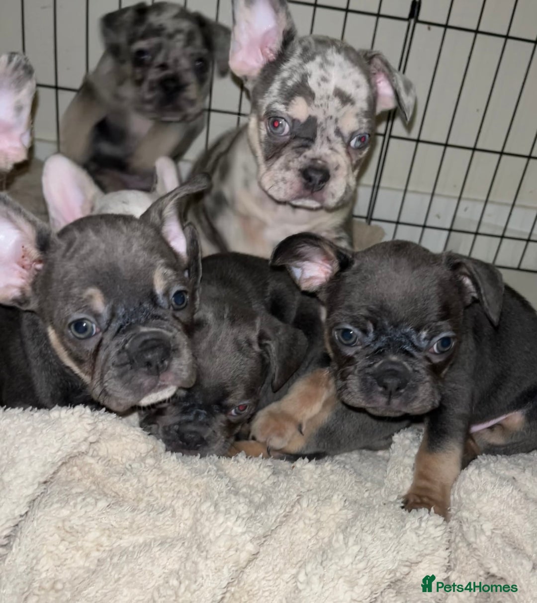 French Bulldog dogs for sale: READY NOW French bulldog puppies  - Advert 26